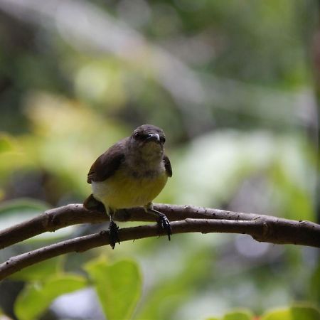 Nenasilu - Sri Lankan Villa Hapugala Kültér fotó