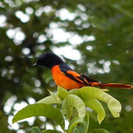 Nenasilu - Sri Lankan Villa Hapugala Kültér fotó